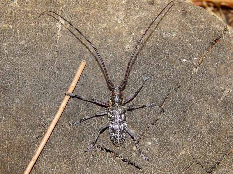 Cerambice elbano da ID - Monochamus galloprovincialis